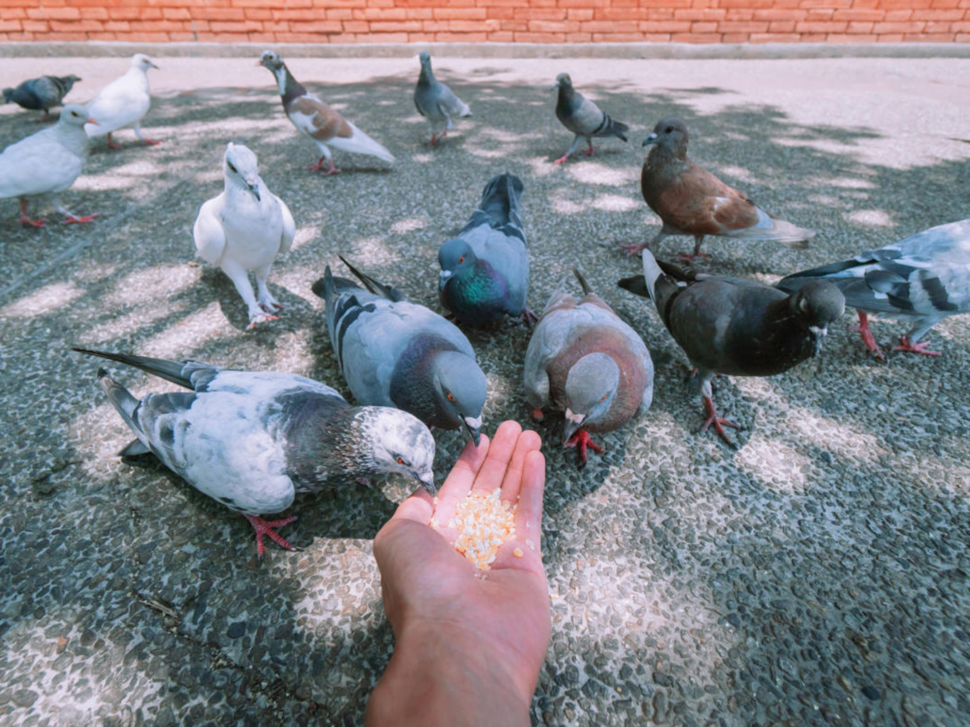 Things Not to Do in Europe - Avoid Feeding Pigeons