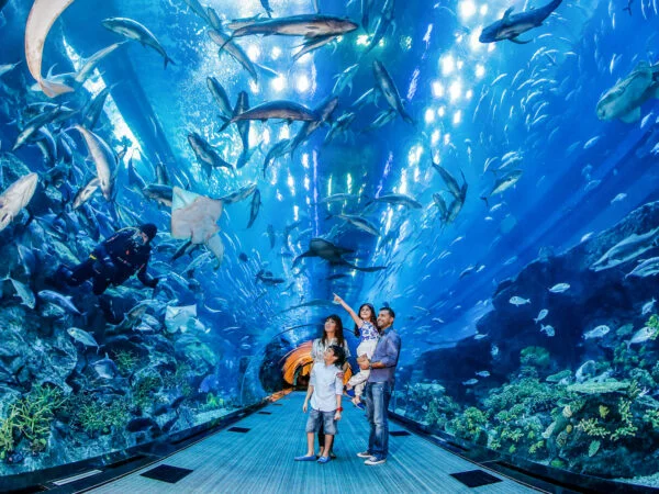 Dubai Aquarium & Underwater Zoo UAE Travel Guide for First Time Visitors - Dubai Frame, Dubai