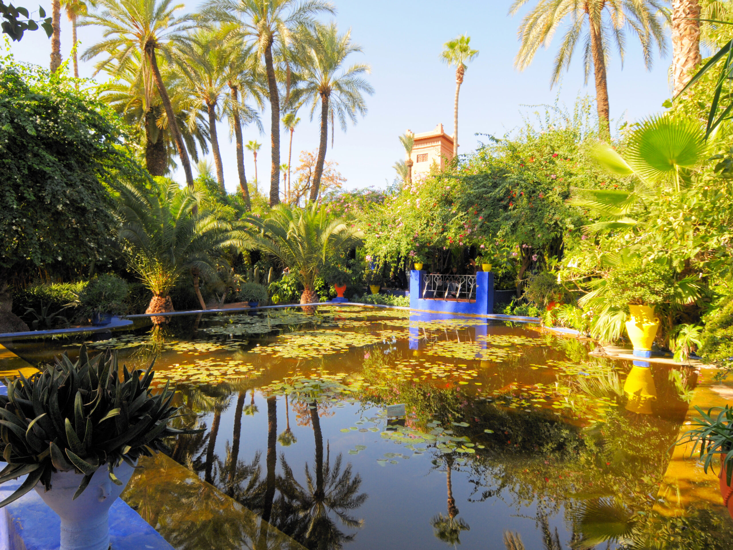 winter gardens around the world - Jardin Majeorelle, Morocco