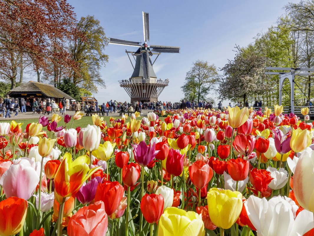 حدائق شتوية حول العالم - حدائق كيوكينهوف، هولندا