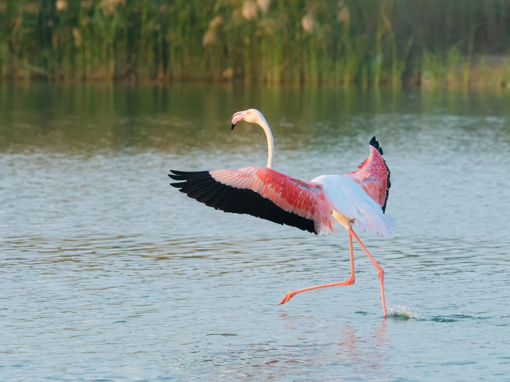 محمية رأس الخور للحياة البرية less crowded places to visit in uae during national day holidays - Ras Al Khor Wildlife Sanctuary