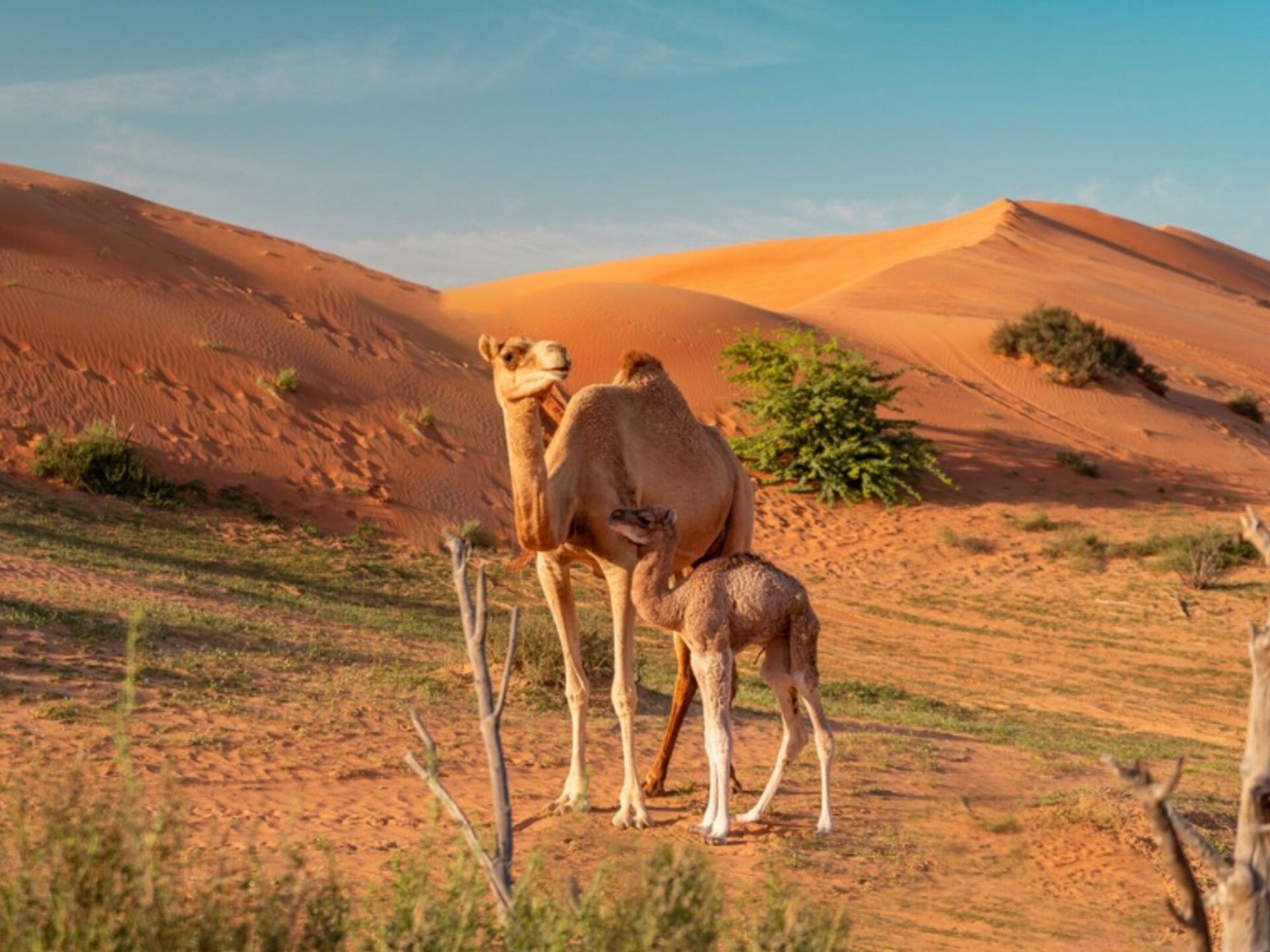 Destinations in UAE to celebrate Ramadan 2024 - RAK Desert