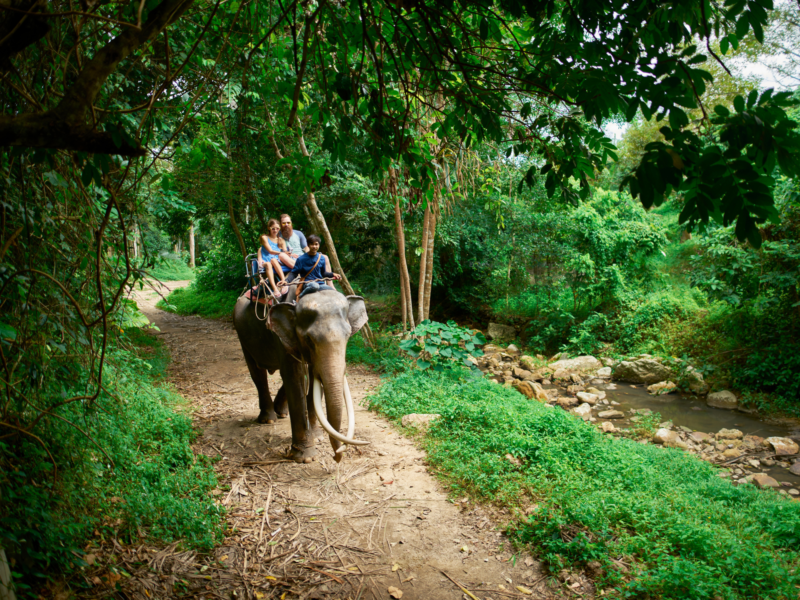 Things to do during your trip to Thailand from UAE - Discover Thai wildlife