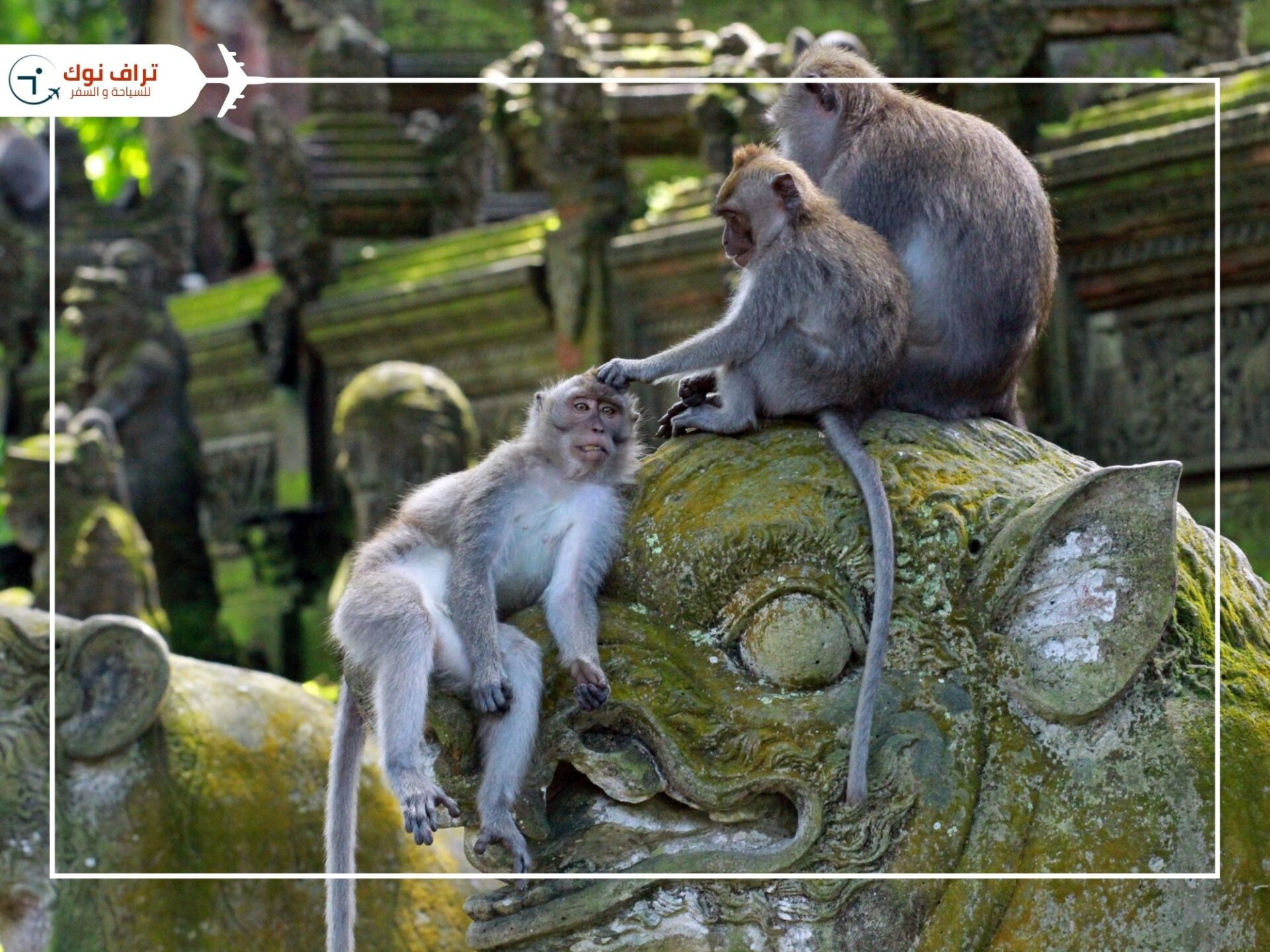 Most Beautiful Attractions in Bali - Ubud Monkey Forest