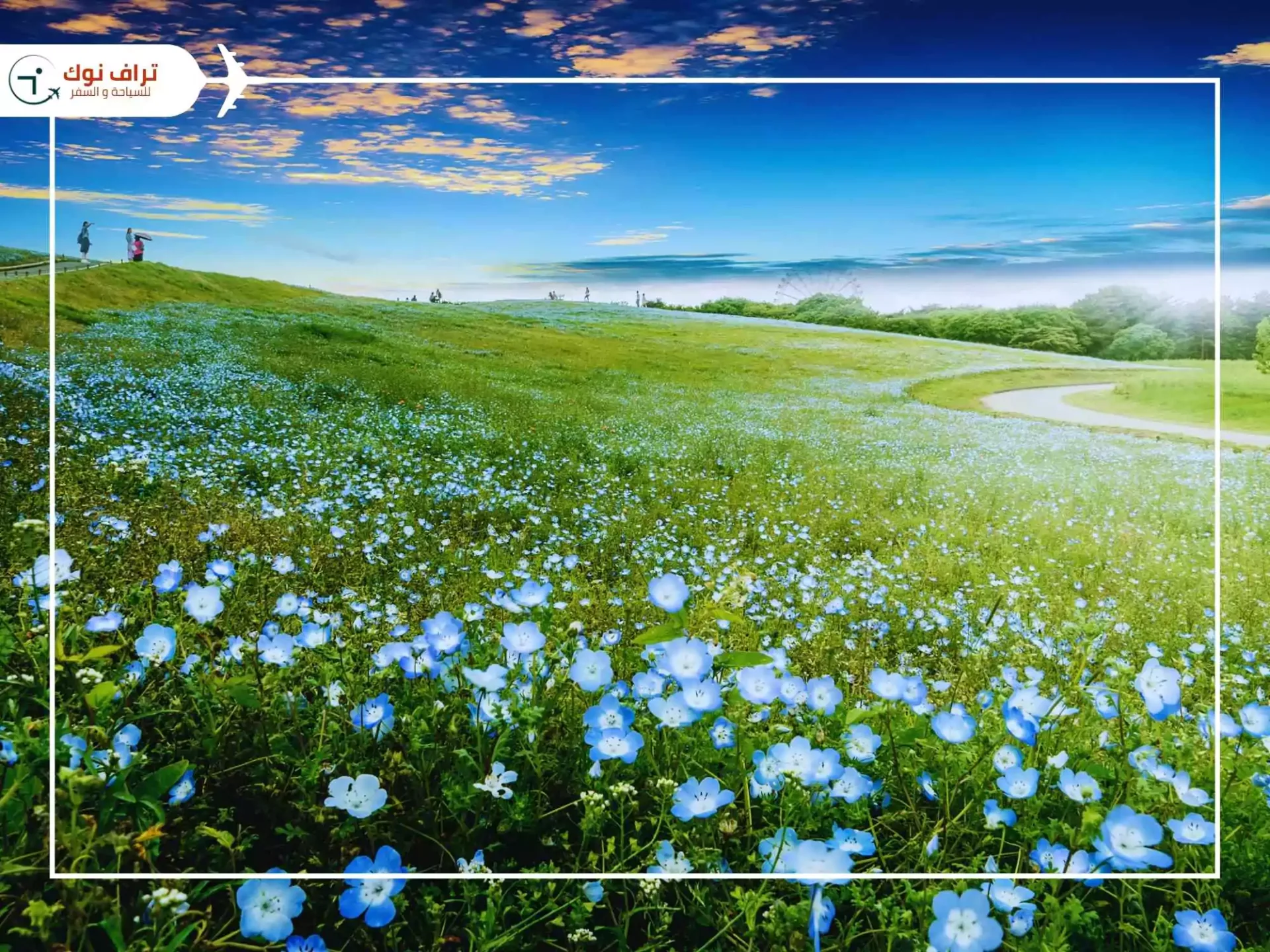 hitachi-seaside-national-park- أفضل الاماكن السياحية في اليابان