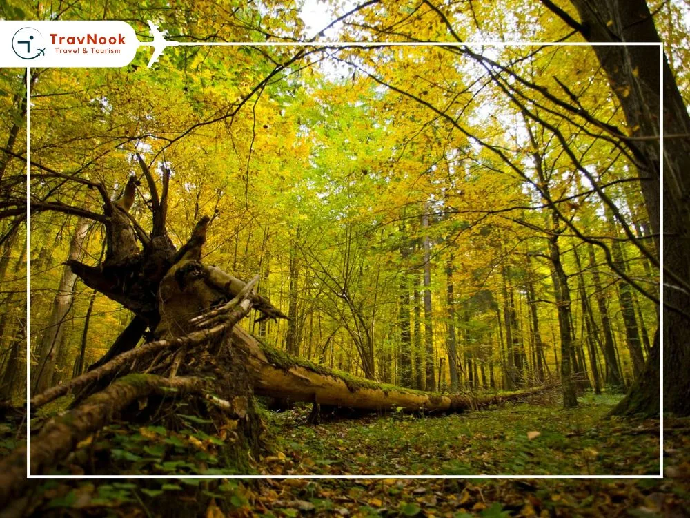 Białowieża Forest Most Beautiful Places in Poland You Must See