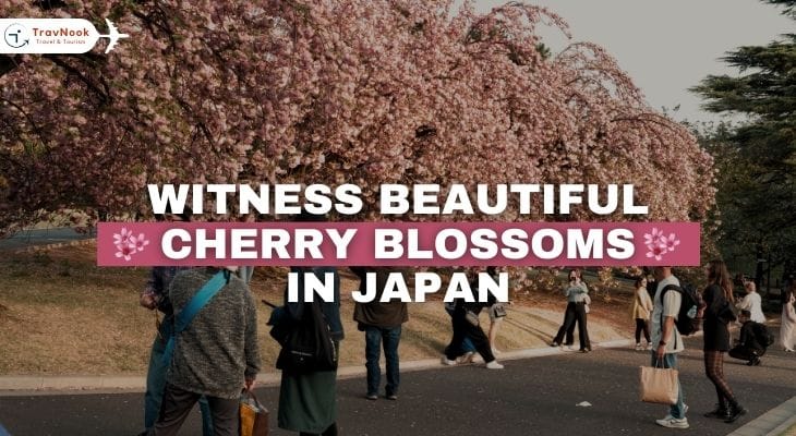 Cherry blossoms in Japan