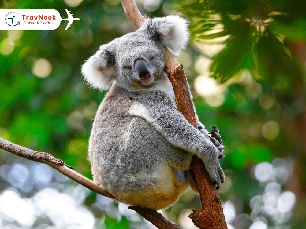Lone Pine Koala Sanctuary محمية لون باين للكوآلا