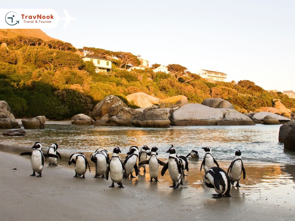 best places to visit south africa – Boulders Beach best places to visit south africa - Boulders Beach