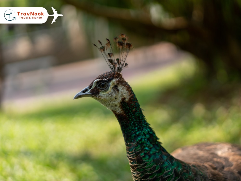 Guangzhou Zoo حديقة حيوان كوانزو