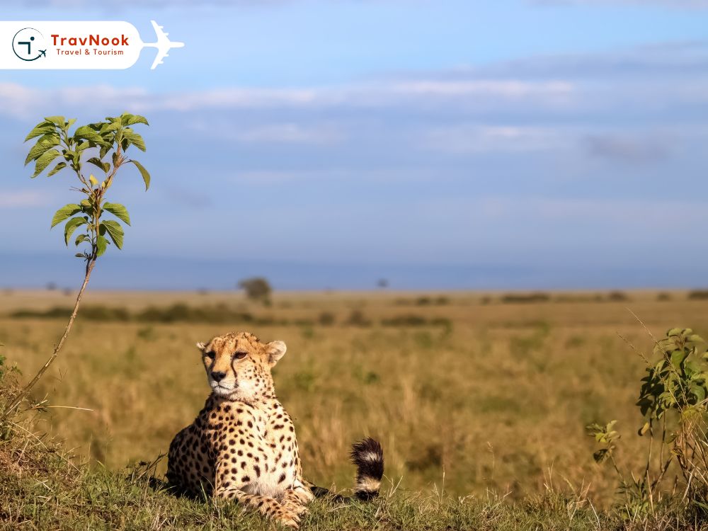 سفاري محمية ماساي مارا من الإمارات سفاري محمية ماساي مارا من الإمارات