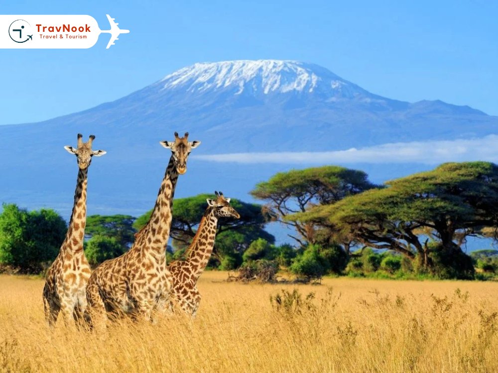 Tanzania Safari – Mount Kilimanjaro Tanzania Safari - Mount Kilimanjaro