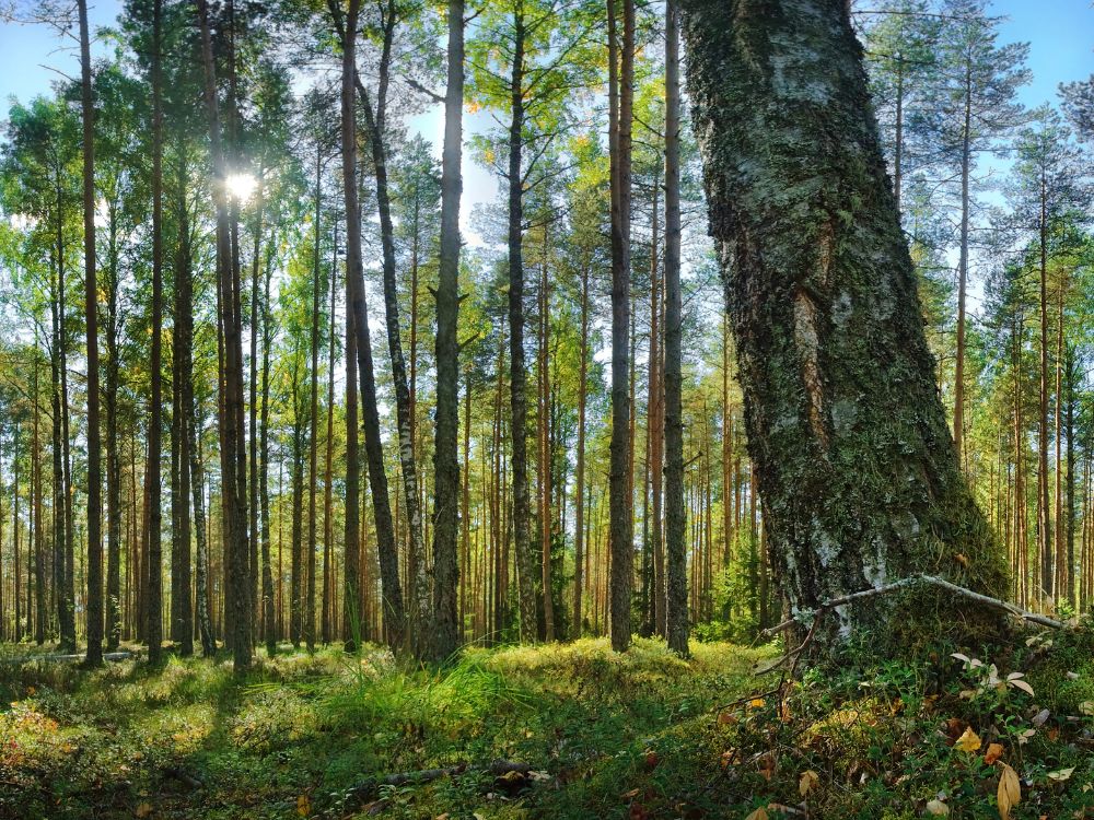 Best Places in Estonia – Lahemaa National Park Best Places in Estonia - Lahemaa National Park